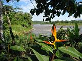 ECUADOR - Foresta Amazzonica - 44